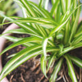 Choosing the Best Plants for Filtering and Purifying the Air