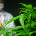What Is CBDV Cannabinoid? New Research Reveals Its Role in the Body