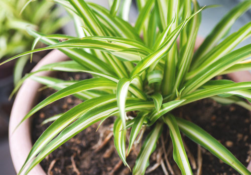 Choosing the Best Plants for Filtering and Purifying the Air