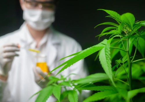 What Is CBDV Cannabinoid? New Research Reveals Its Role in the Body