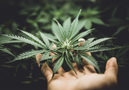 What Is the Strongest CBD Flower Strain? Expert Guide to the Most Potent Hemp Flowers on the Market